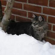 Maine Coon Akirabakkens Bocelli