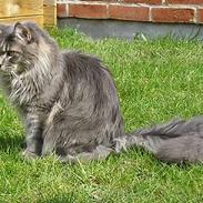 Maine Coon Akirabakkens Bocelli