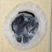 Maine Coon Akirabakkens Bocelli