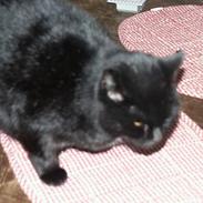 Huskat Misse mor