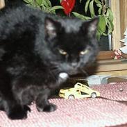 Huskat Misse mor