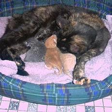 Blanding af racer Magdas Kuld