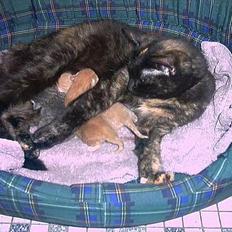 Blanding af racer Magdas Kuld