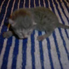 Blanding af racer Magdas Kuld