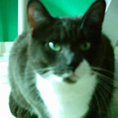 Huskat Miss Gurli margrethe (DØD