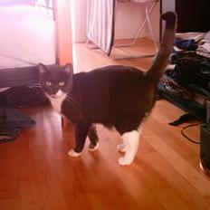 Huskat Miss Gurli margrethe (DØD