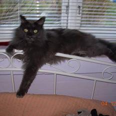 Maine Coon Mums DØD