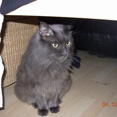 Maine Coon Mums DØD