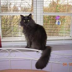 Maine Coon Mums DØD