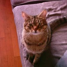 Huskat Miss Gurli margrethe (DØD