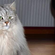 Blanding af racer Oliver