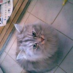 Blanding af racer Oliver