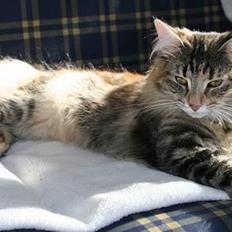 Norsk Skovkat Dark Demerara