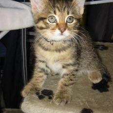 Blanding af racer Selma