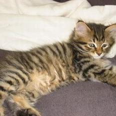 Blanding af racer Selma