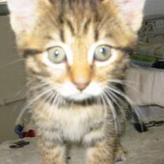 Blanding af racer Selma