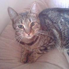 Blanding af racer Emma