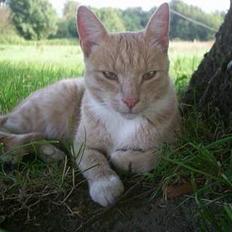 Blanding af racer Pjok 