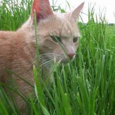 Blanding af racer Pjok 