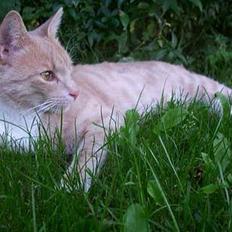 Blanding af racer Pjok 