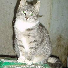 Blanding af racer Mitsi <3