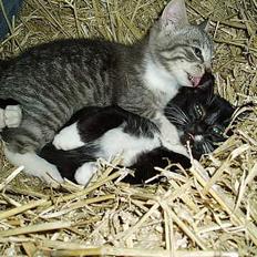 Blanding af racer Mitsi <3