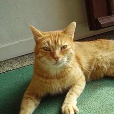 Blanding af racer tippi