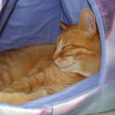 Blanding af racer tippi