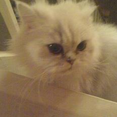 Perser ****NEVA*****¤¤R.I.P¤