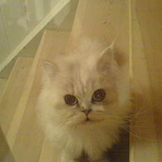 Perser ****NEVA*****¤¤R.I.P¤