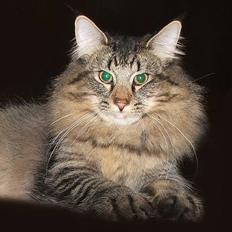 Norsk Skovkat DK Missies Jambolan