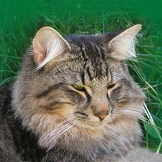 Norsk Skovkat DK Missies Jambolan