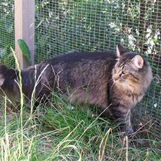 Norsk Skovkat DK Missies Jambolan