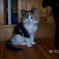 Norsk Skovkat Shakira (solgt)