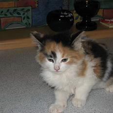 Norsk Skovkat Shakira (solgt)