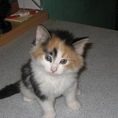 Norsk Skovkat Shakira (solgt)