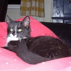 Blanding af racer Fant