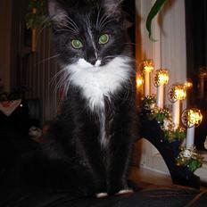 Blanding af racer Fant