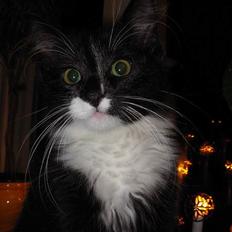 Blanding af racer Fant