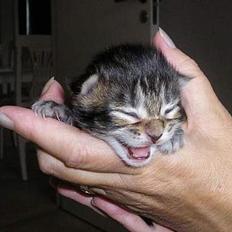 Maine Coon Cassiopeia