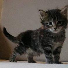 Maine Coon Cassiopeia