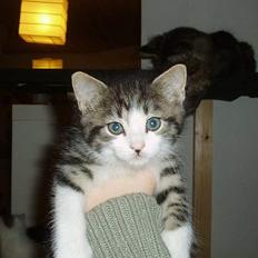 Blanding af racer Simba..<3