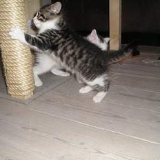 Blanding af racer Simba..<3