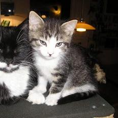 Blanding af racer Simba..<3