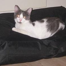 Blanding af racer Nemo