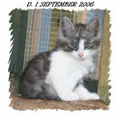 Norsk Skovkat buum cats dennis