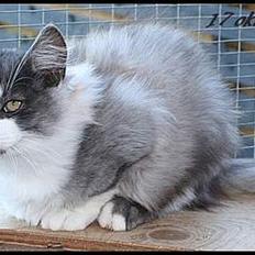 Norsk Skovkat buum cats dennis