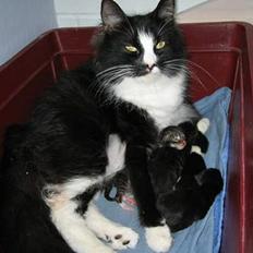 Norsk Skovkat CH. Catcom's Enigma