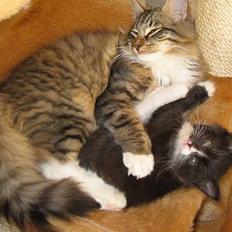 Norsk Skovkat EC. Mulle RIP