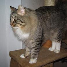 Norsk Skovkat EC. Mulle RIP